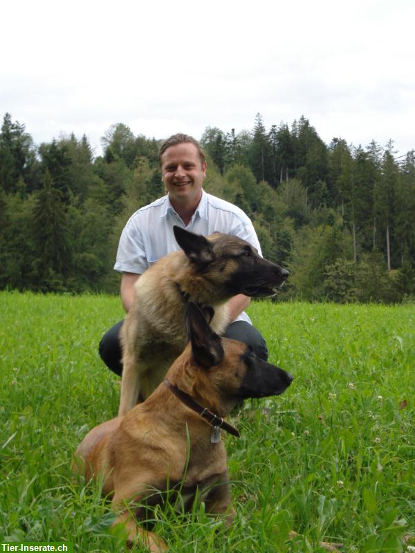 Bild 2: Home-Dog-Training-naef GmbH, Welpen Förderung & Hundeerziehung Zuhause