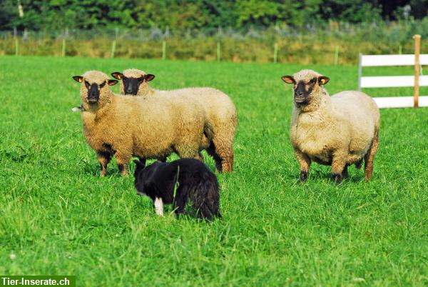 Bild 1: Shropshire Schafe, Auen + Böcke zu verkaufen