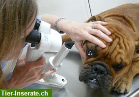 Bild 1: Augen-Tierarzt (Fachtierarzt in Augenheilkunde), Kanton Schwyz, Aargau