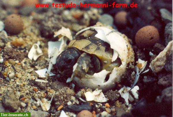 Bild 2: Italienische Landschildkröten Testudo hermanni hermanni Nachzuchten