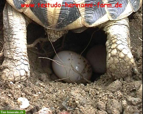 Bild 3: Italienische Landschildkröten Testudo hermanni hermanni Nachzuchten
