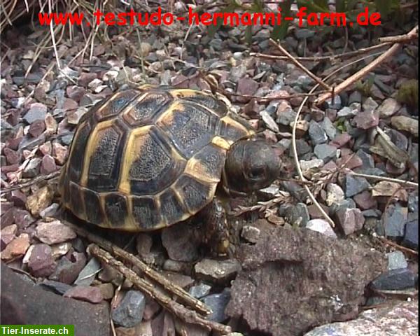 Bild 4: Italienische Landschildkröten Testudo hermanni hermanni Nachzuchten