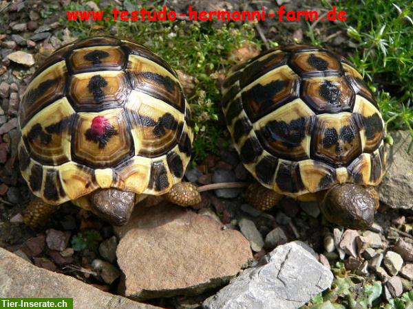 Bild 5: Italienische Landschildkröten Testudo hermanni hermanni Nachzuchten