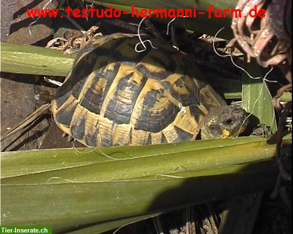 Bild 6: Italienische Landschildkröten Testudo hermanni hermanni Nachzuchten