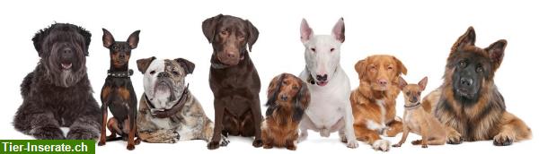 Bild 1: Tellington TTouch Kurs - Grundlage für ein glückliches Hundeleben