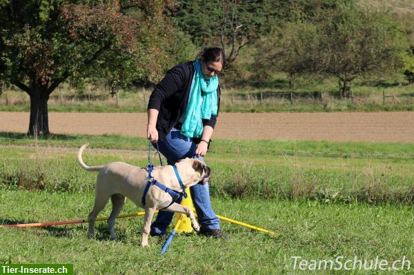 Bild 2: Tellington TTouch Kurs - Grundlage für ein glückliches Hundeleben