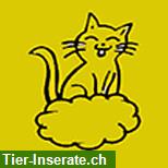 Bild 1: Katzenbetreuung: Büsi Sitting in Thun und Umgebung