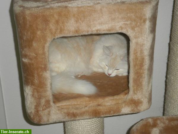 Bild 5: Biete Katzen-/Tierbetreuung mit Liebe & Herz zu günstigen Preisen