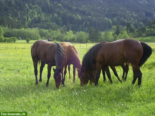 Bild 2: Reiterferien mit dem eigenen Pferd in Tirol/Österreich