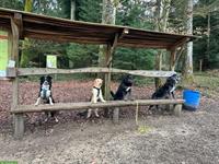 Hundeschule Rägeboge - die Hundeschule für Jung- & Familienhunde in Koppigen BE