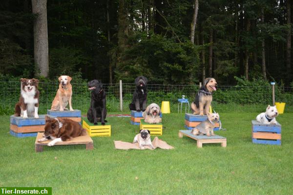 Bild 2: Hundeschule Rägeboge - die Hundeschule für Jung- & Familienhunde in Koppigen BE