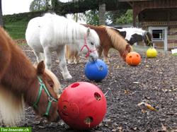 Verkaufe Raufutterball, für Pferde, Ponys, Esel, Schweine usw.