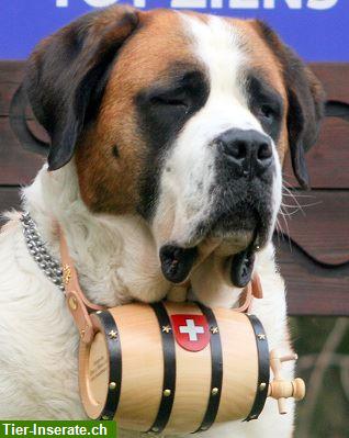 Bild 6: Halsbänder für Bernhardinerhunde sowie Bernhardiner Fässchen