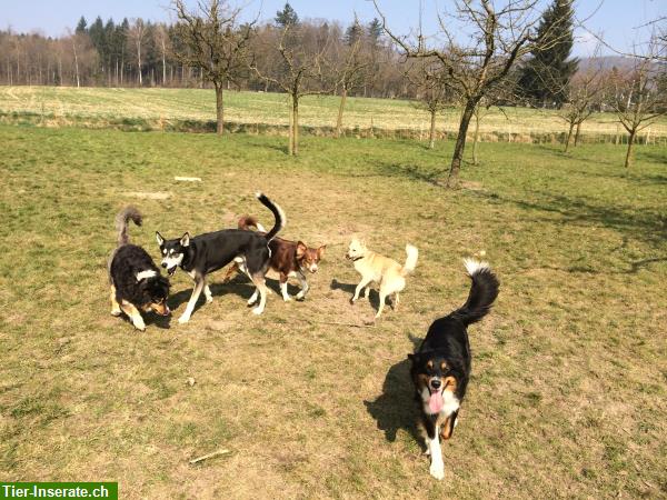 Bild 5: Bieten Hundebetreuung, Ferienplätze im Aargau mit Familienanschluss