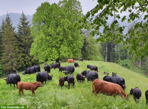 Dexter Kühe, Rinder und Stiere; Zuchttiere mit guter Abstammung