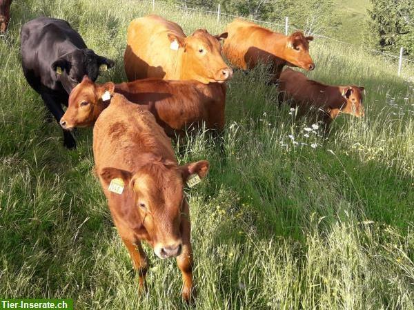 Bild 7: Dexterkühe, Rinder und Stiere; Zuchttiere mit guter Abstammung