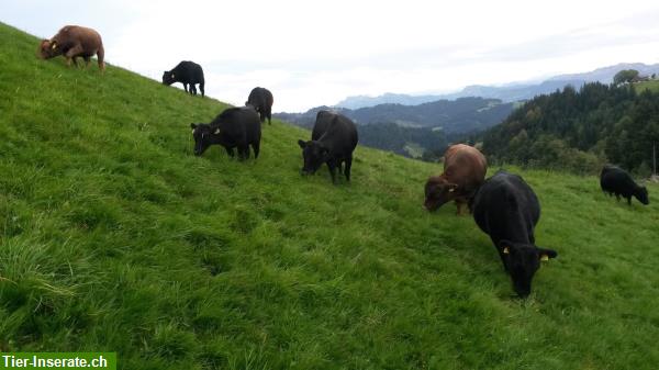 Bild 8: Dexter Kühe, Rinder und Stiere; Zuchttiere mit guter Abstammung