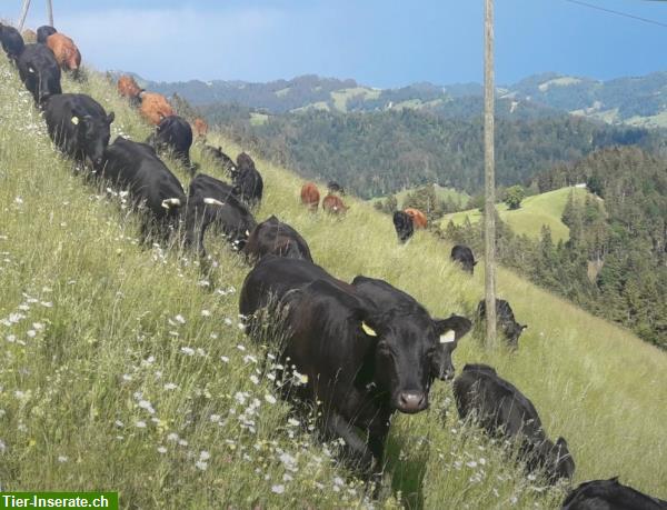 Bild 9: Dexter Kühe, Rinder und Stiere; Zuchttiere mit guter Abstammung