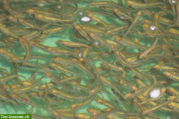 Bild 8: Japan Koi, Teichmuscheln, Edelkrebse, Biotopfische vom Koicenter Schafflund