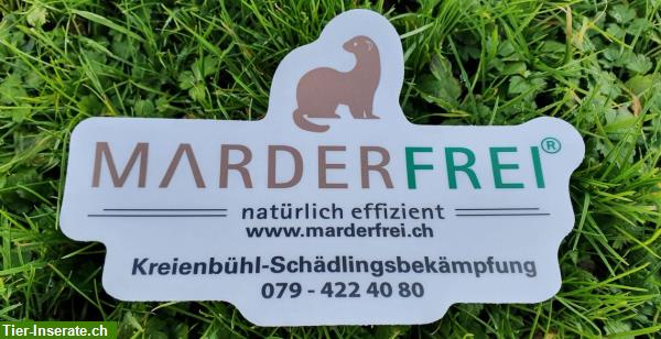 Bild 3: Marderbekämpfung - Marderabwehr - Marderschutz Ostschweiz - Liechtenstein