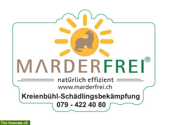 Bild 6: Marderbekämpfung - Marderabwehr - Marderschutz Ostschweiz - Liechtenstein