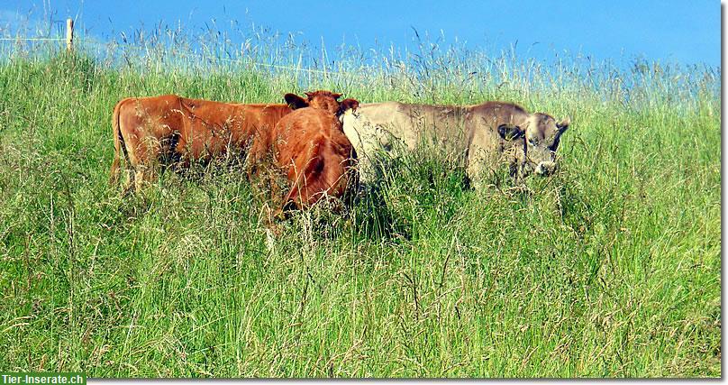 Bild 2: Rindfleisch - Weidebeef ab Hof im 10 kg Mischpaket