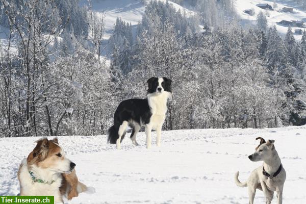 Bild 5: Hundesalon in Thun mit Futter & Hunde Zubehörshop