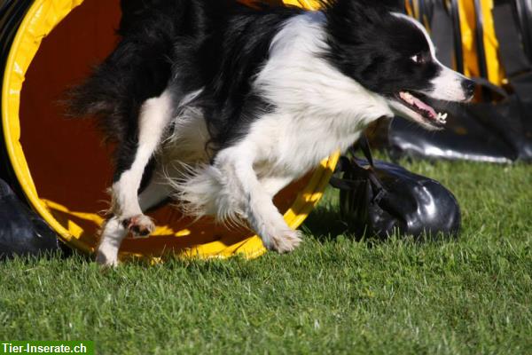 Bild 6: Hundesalon in Thun mit Futter & Hunde Zubehörshop