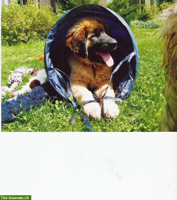 Bild 3: Biete Hundebetreuung im Appenzellerland im privaten Rahmen