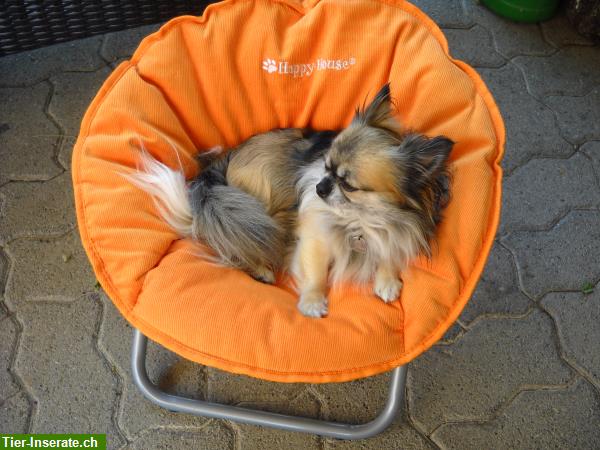 Bild 5: Hunde/Katzen Liegestuhl Bett "Fabrikneu" zu verkaufen