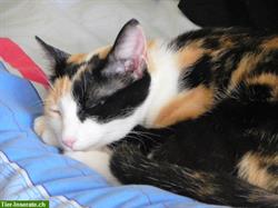 Catsitter, Petsitting: zuverlässige Tierbetreuung in Rafz und Wil ZH
