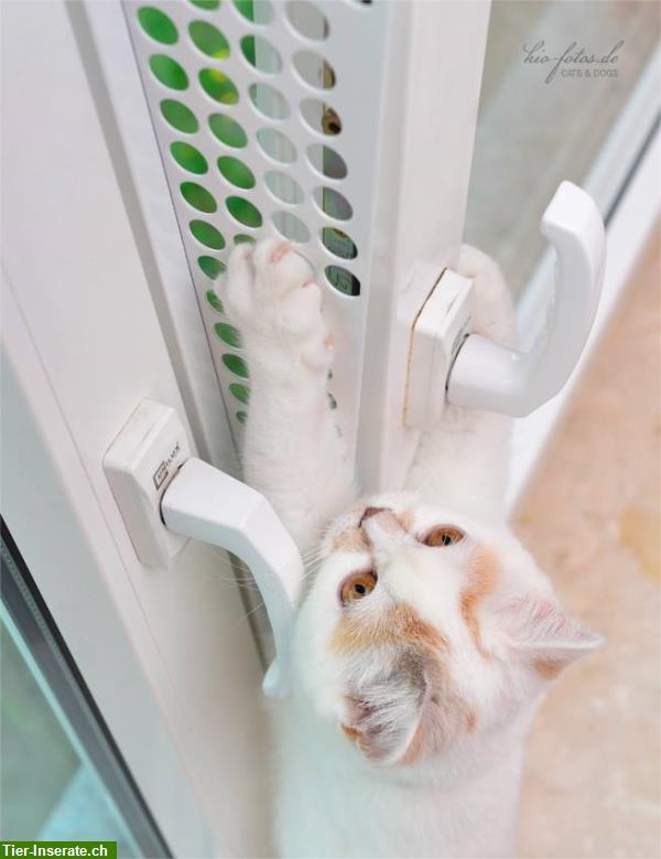 Bild 3: Kippfensterschutz für Katzen von austmetall, Sys4, ohne Bohren ohne Kleben