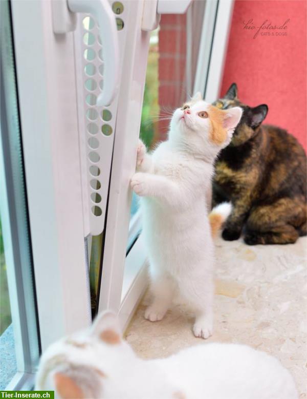 Bild 4: Kippfensterschutz für Katzen von austmetall, Sys4, ohne Bohren ohne Kleben
