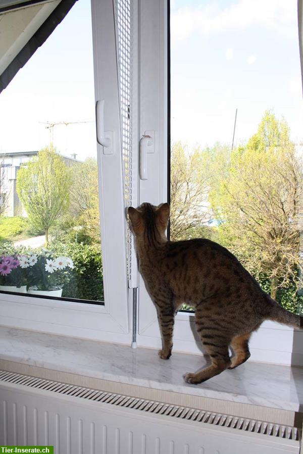 Bild 5: Kippfensterschutz für Katzen von austmetall, Sys4, ohne Bohren ohne Kleben