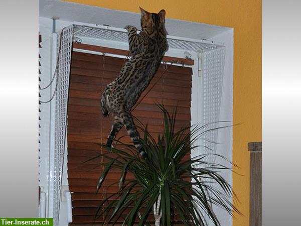 Bild 6: Kippfensterschutz für Katzen von austmetall, Sys4, ohne Bohren ohne Kleben