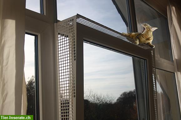 Bild 7: Kippfensterschutz für Katzen von austmetall, Sys4, ohne Bohren ohne Kleben