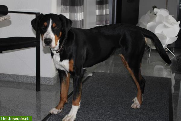 Bild 1: Großer Schweizer Sennenhund LIA VERMISST seit 1. Januar 2015
