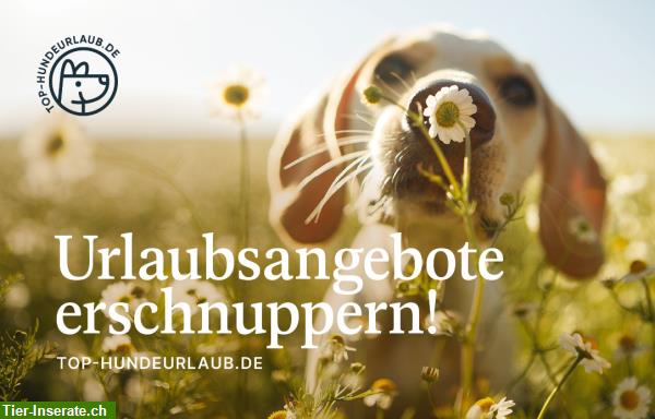 Bild 1: Top-Hundeurlaub.de - die schönsten Urlaubsangebote für Mensch und Hund!