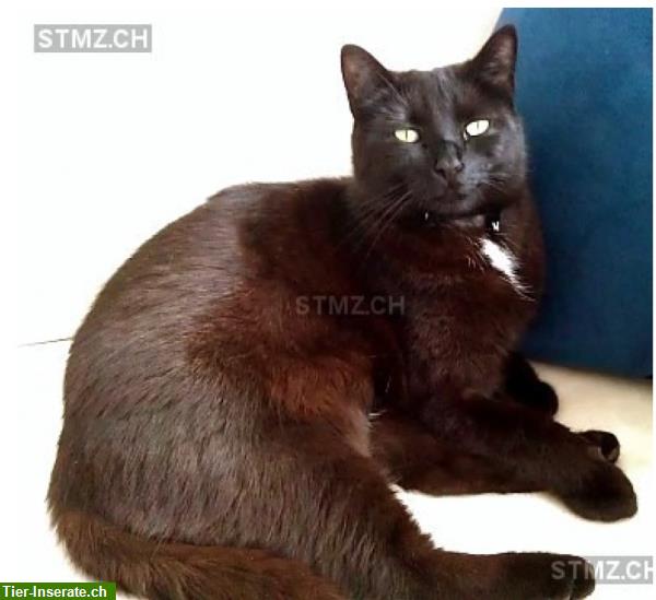 Bild 1: Schwarze Katzendame vermisst