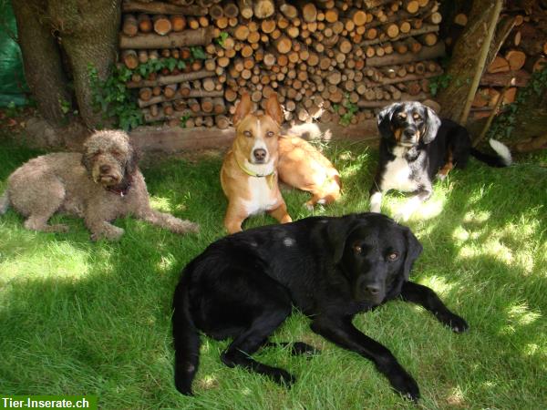 Bild 8: Professionelle Hundebetreuung im Limmattal