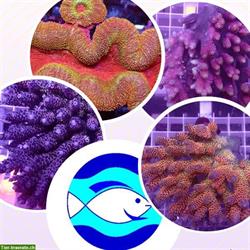 Meerwasserfische, Korallen, Wirbellose, Doktorfische zu verkaufen
