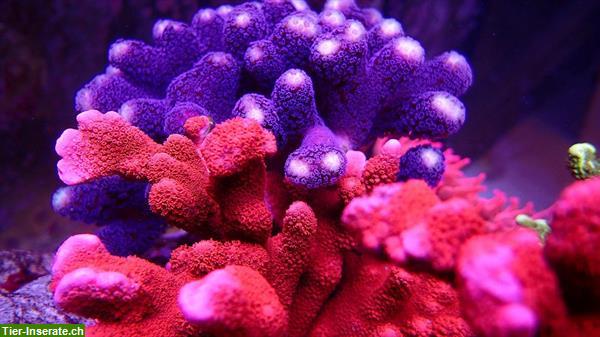 Bild 2: Meerwasserfische, Korallen, Wirbellose, Doktorfische zu verkaufen