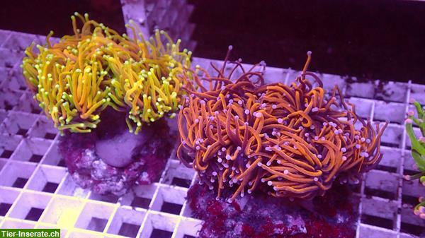 Bild 8: Meerwasserfische, Korallen, Wirbellose, Doktorfische zu verkaufen