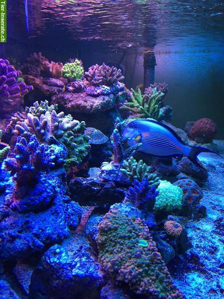 Bild 9: Meerwasseraquaristik, Doktorfische, Korallen, Aquarien Aufbau und Zubehör