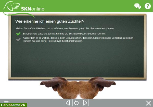 Bild 3: SKNonline: Die online Hundeschule für den Sachkundenachweis Hund (SKN)