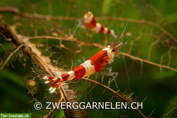 Bild 2: Schön gefärbte Red Bee Garnelen zu verkaufen