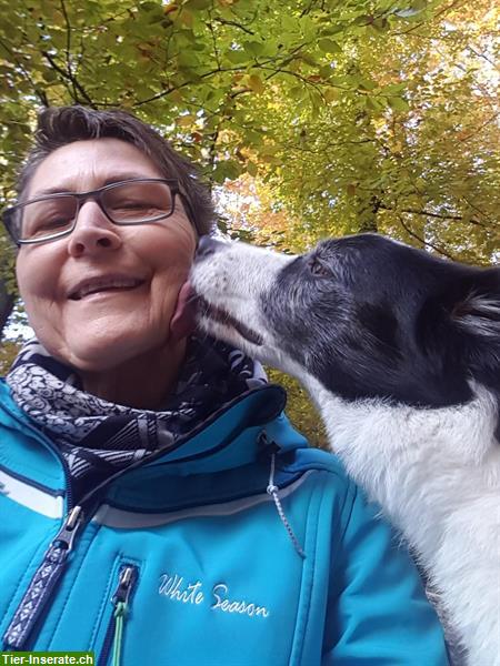 Bild 4: Biete private Hundebetreuung bei mir Zuhause in Aarburg AG