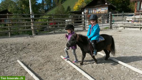 Bild 1: Reiten für Kinder & Erwachsene, Ausbildung von Pferden & Ponys