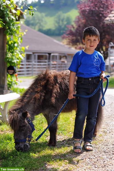 Bild 3: Reiten für Kinder & Erwachsene, Ausbildung von Pferden & Ponys