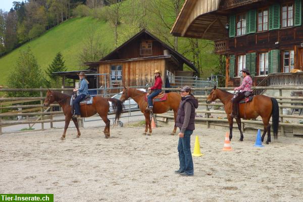 Bild 5: Reiten für Kinder & Erwachsene, Ausbildung von Pferden & Ponys